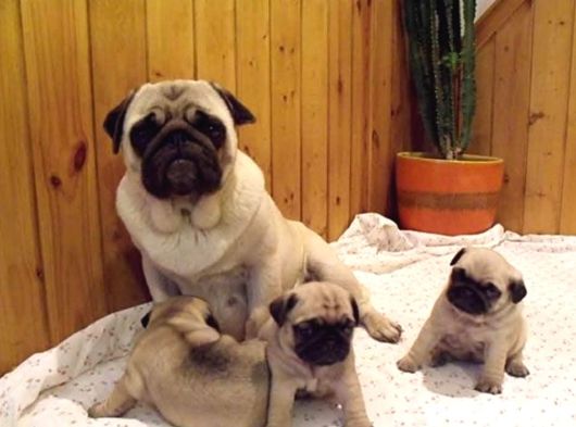 Hamburger Surat Pugmops Yavrulari Ankara görsel