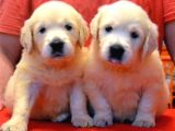 BABY FACE GOLDEN RETRİEVER YAVRULARI ANKARA