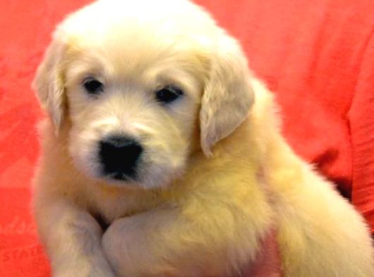 Baby Face Golden Retri̇ever Yavrulari Ankara görsel