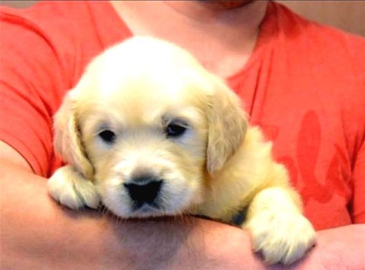 Baby Face Golden Retri̇ever Yavrulari Ankara görsel