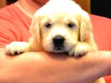 Baby Face Golden Retri̇ever Yavrulari Ankara