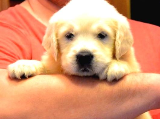 Baby Face Golden Retri̇ever Yavrulari Ankara görsel