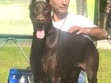 Dev Doberman Yavrularım