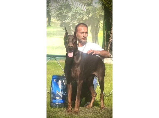 Dev Doberman Yavrularım görsel