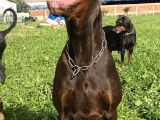Scrli Doberman Yavrular