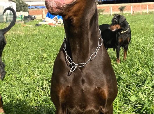 Scrli Doberman Yavrular görsel