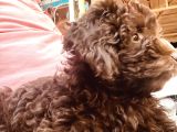 Toy Poodle 3 Aylik Hari̇ka Redbrown Yavrular Tesli̇me Hazir