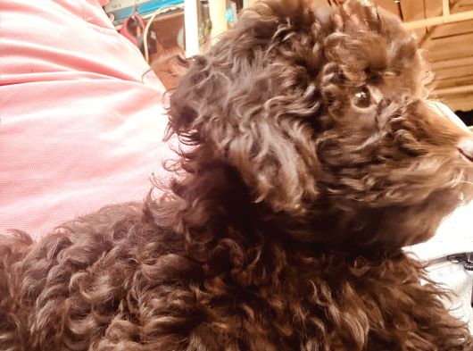 Toy Poodle 3 Aylik Hari̇ka Redbrown Yavrular Tesli̇me Hazir görsel