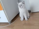 7 Aylık Dişi British Shorthair