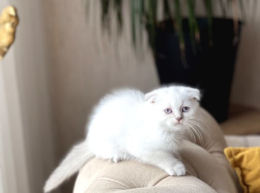 Aşiri Güzel Mavi̇ Göz Scotti̇sh Yavrumuz görsel