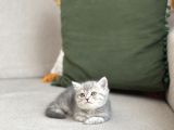 Sevi̇mli̇ Surat Bri̇ti̇sh Shorthai̇r Yavrum