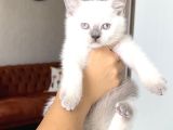 HARİKA GÜZELLİKTE BRİTİSH SHORTHAİR BLUE POİNT
