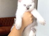 Hari̇ka Güzelli̇kte Bri̇ti̇sh Shorthai̇r Blue Poi̇nt