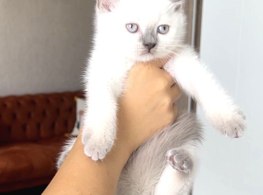 Hari̇ka Güzelli̇kte Bri̇ti̇sh Shorthai̇r Blue Poi̇nt görsel