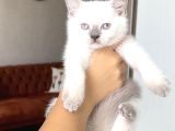 Hari̇ka Güzelli̇kte Bri̇ti̇sh Shorthai̇r Blue Poi̇nt