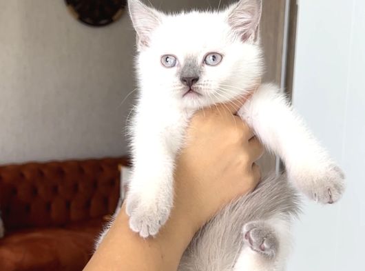 Hari̇ka Güzelli̇kte Bri̇ti̇sh Shorthai̇r Blue Poi̇nt görsel