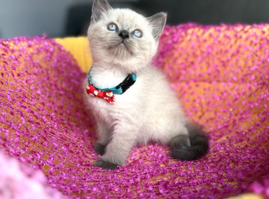 Ev Ortamından A Kalite Blue Point Yavrular görsel