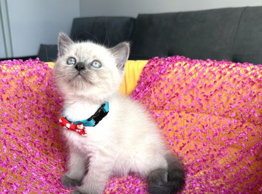 Ev Ortamından A Kalite Blue Point Yavrular görsel