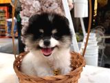 Pomerian Boo Yavrularımız