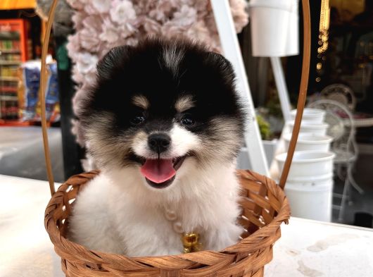 Pomerian Boo Yavrularımız görsel