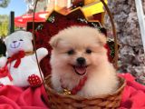 Pomerian boo yavrularımız