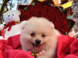 Pomerian Boo Yavrularımız