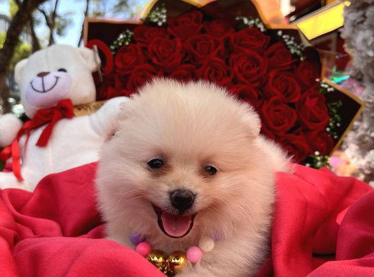 Pomerian Boo Yavrularımız görsel