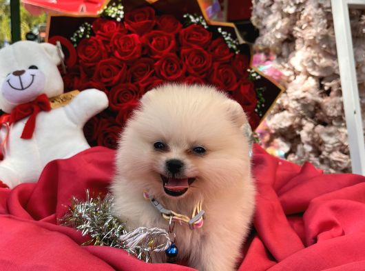 Pomerian Boo Yavrularımız görsel
