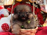 Pomerian Boo Yavrularımız