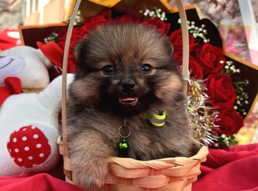 Pomerian Boo Yavrularımız görsel