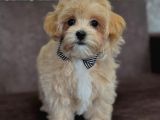 TATLIŞ MALTİPOO BEBEKLER