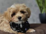 BABY FACE MALTİPOO BEBEKLER
