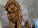 SAFKAN TOY POODLE BEBEKLER
