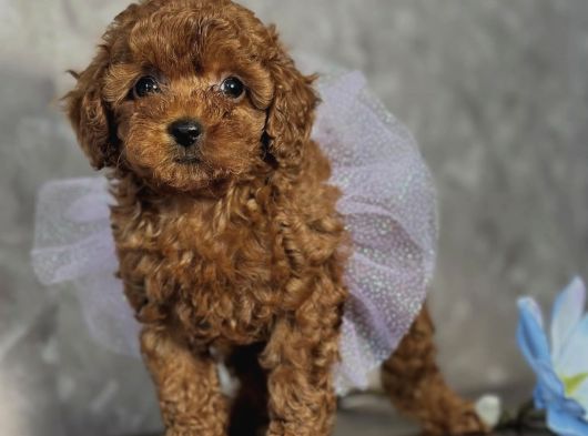 Safkan Toy Poodle Bebekler