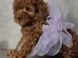 Safkan Toy Poodle Bebekler