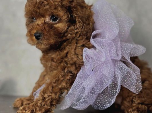 Safkan Toy Poodle Bebekler görsel