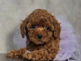 Safkan Toy Poodle Bebekler