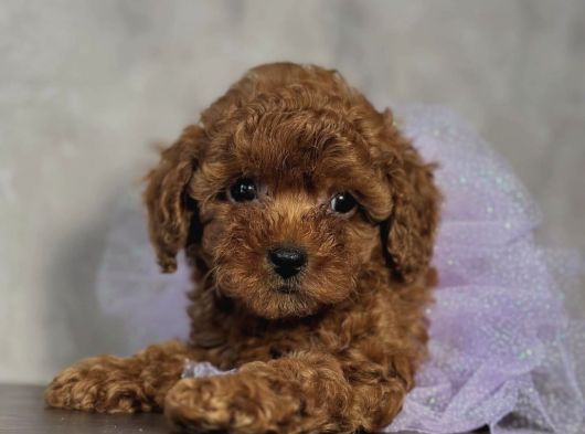 Safkan Toy Poodle Bebekler görsel