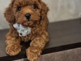Ori̇ji̇nal Toy Poodle Yavrulari