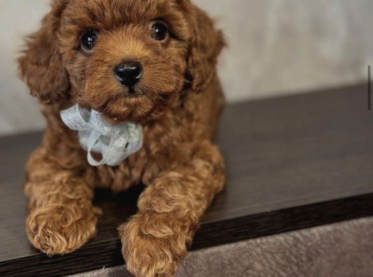Ori̇ji̇nal Toy Poodle Yavrulari görsel