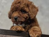 ORİJİNAL TOY POODLE YAVRULARI