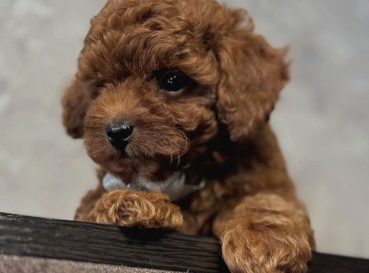 Ori̇ji̇nal Toy Poodle Yavrulari