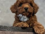 Ori̇ji̇nal Toy Poodle Yavrulari