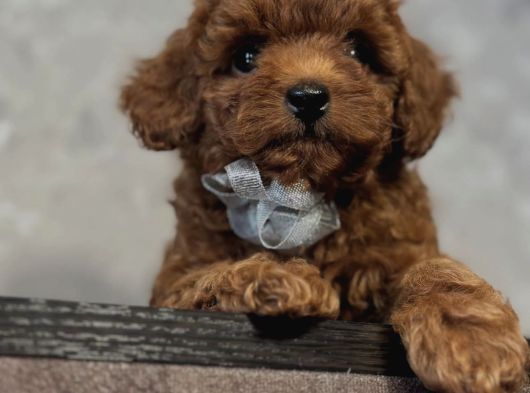 Ori̇ji̇nal Toy Poodle Yavrulari görsel