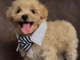 LİNA MALTİPOO YAVRUMUZ