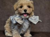 SAFKAN MALTİPOO YAVRULARI