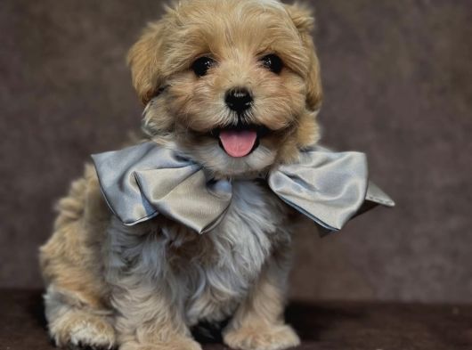 Safkan Malti̇poo Yavrulari