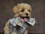 Safkan Malti̇poo Yavrulari