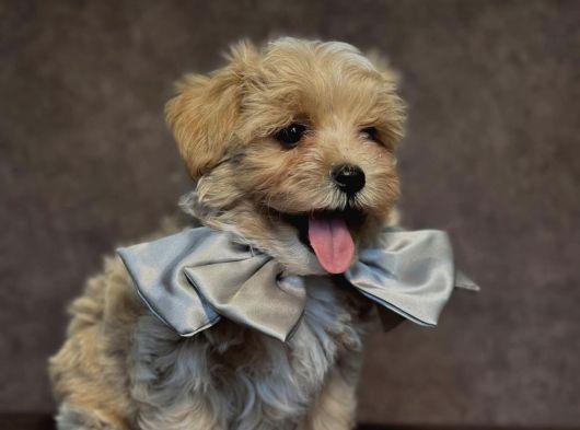 Safkan Malti̇poo Yavrulari görsel