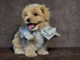 Safkan Malti̇poo Yavrulari